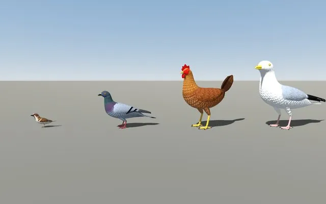 The four species built by code: sparrow, pigeon, hen and gull
