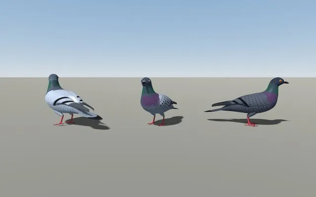 Three pigeon plumage variants