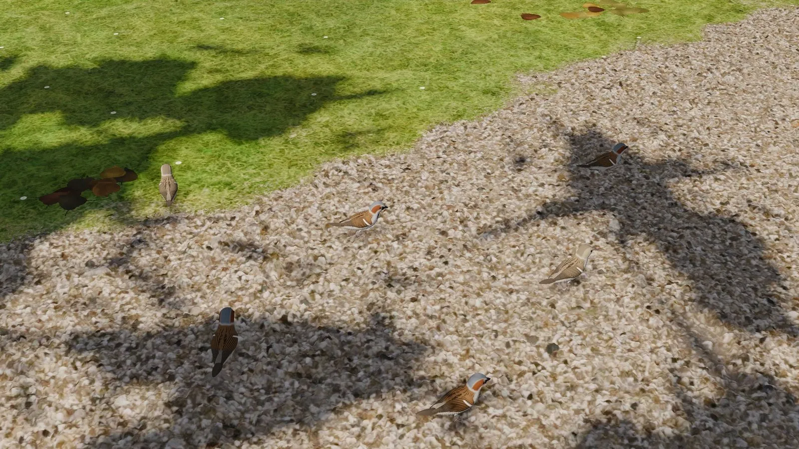 Sparrows of the first chapter on a gravel path in the park