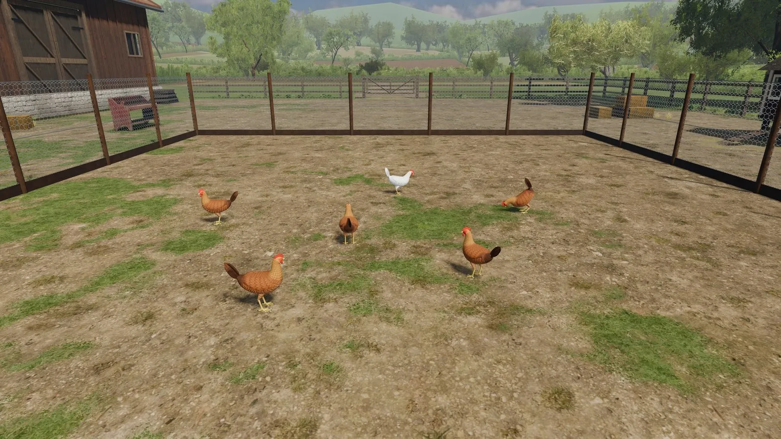 Hens in the farmyard run