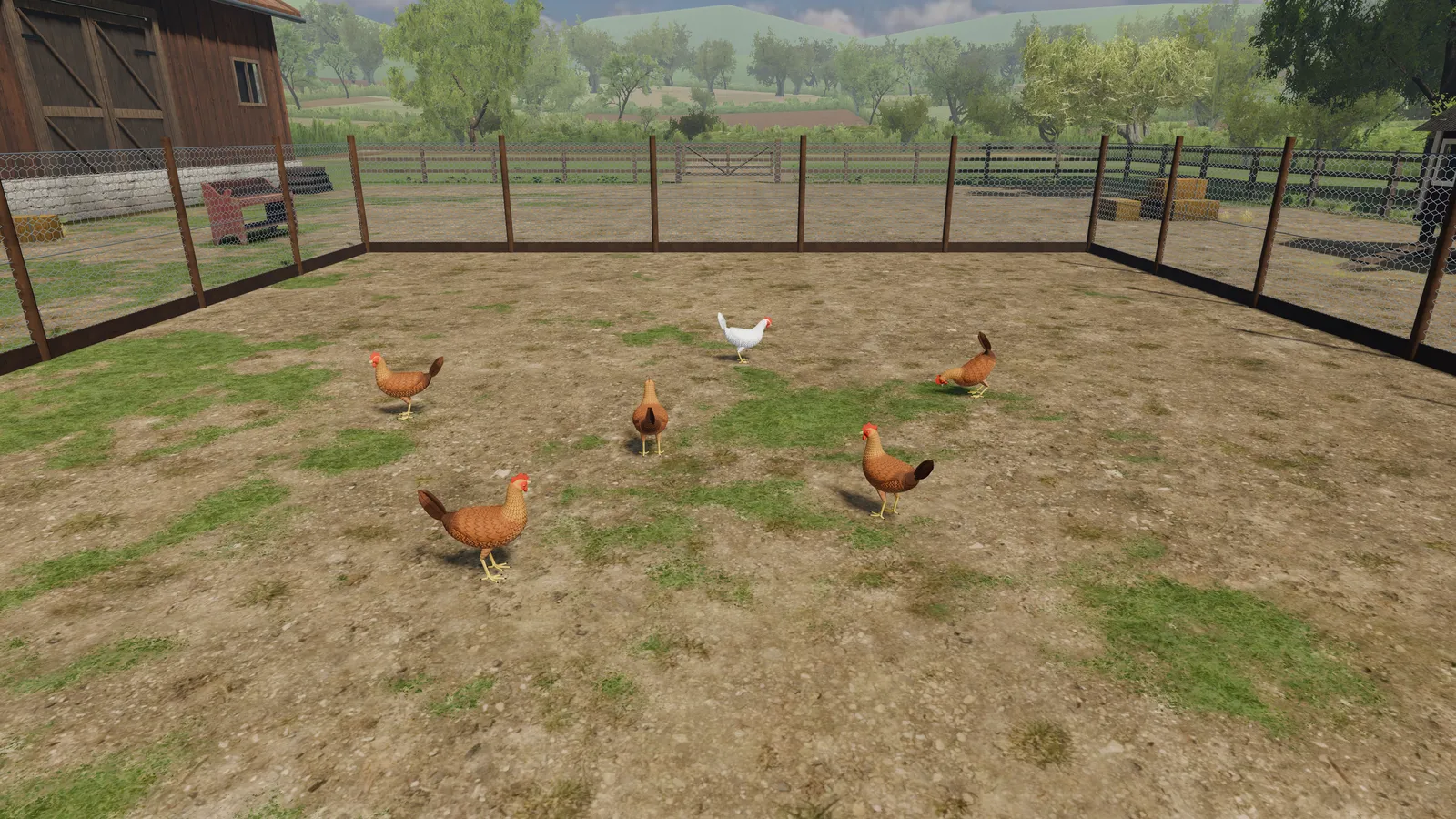 Hens pecking in a sunny farmyard pen.